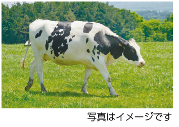 牛のイメージ写真