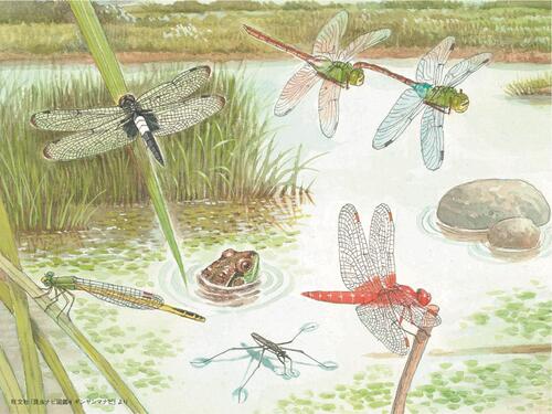 細密画の例。沼地にトンボやカエル、アメンボがいる
