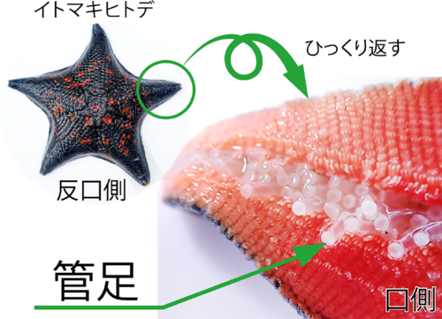 イトマキヒトデの管足の写真