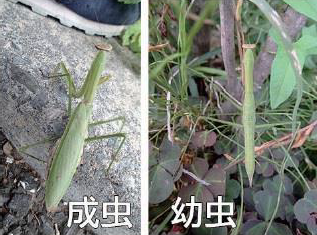 成虫と幼虫の写真