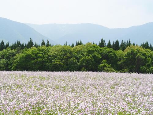 5月中旬　あざき大根の花畑