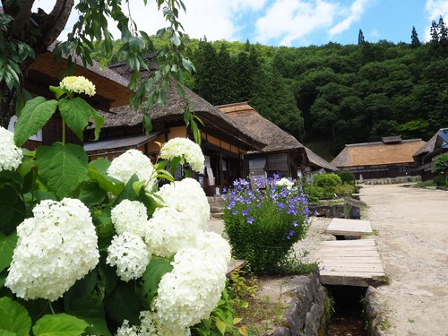 街道沿いの茅葺屋根と紫陽花