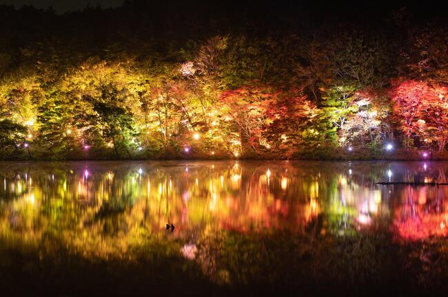 観音沼森林公園ライトアップの様子