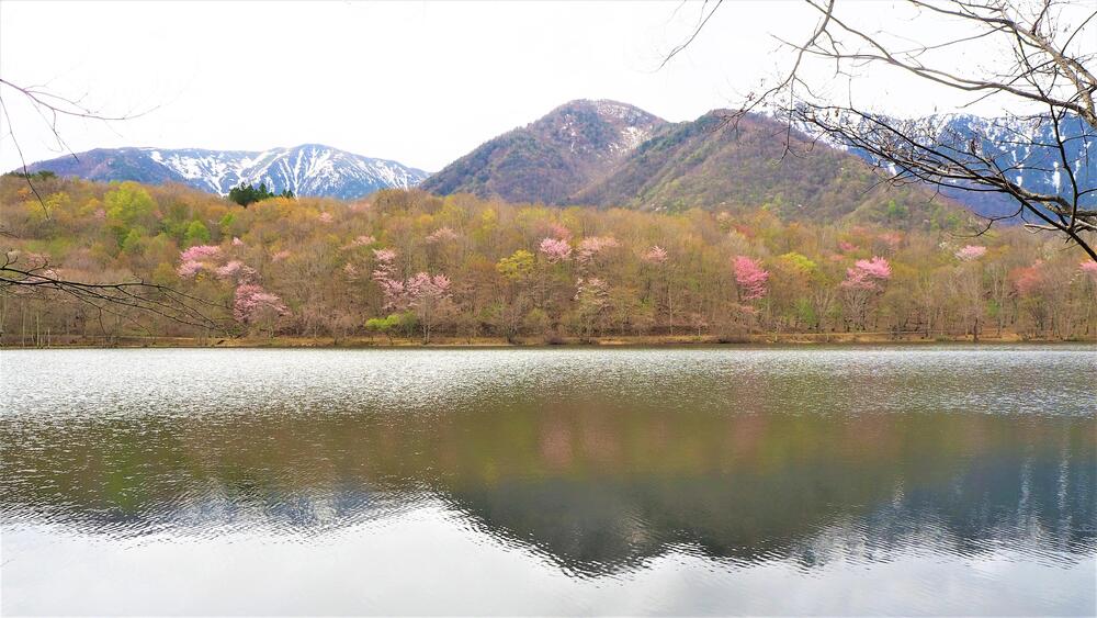 観音沼森林公園の桜の写真
