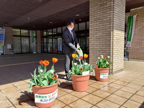 男性職員がチューリップに水をあげている様子