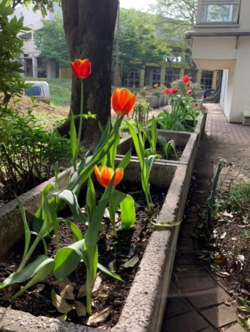 柳沢小学校の花壇に咲いたチューリップの写真