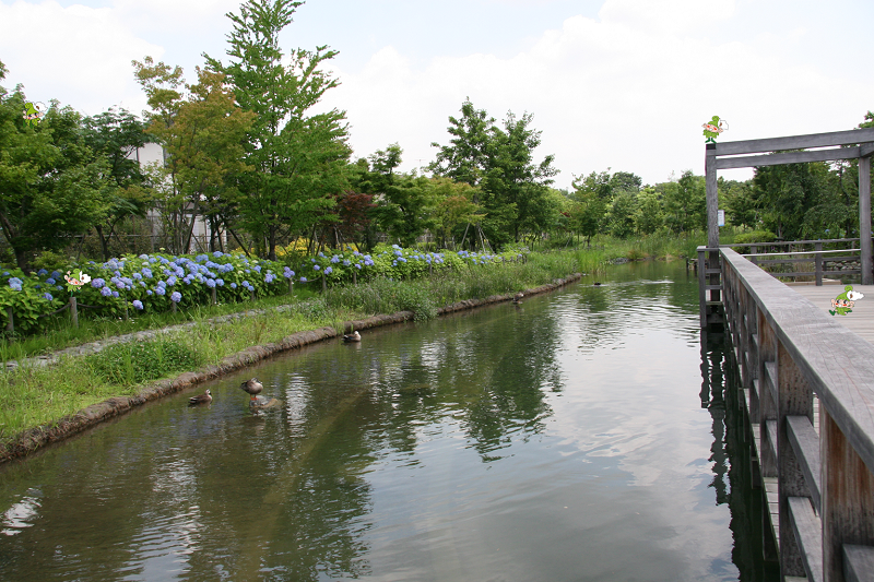 写真；いこいの森公園の池