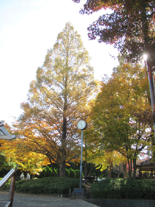 写真；秋の田無市民公園