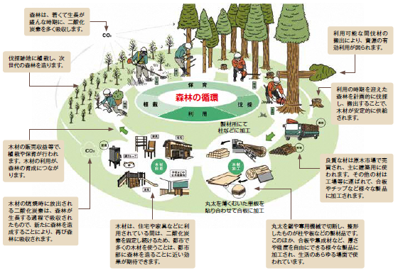 森林の循環