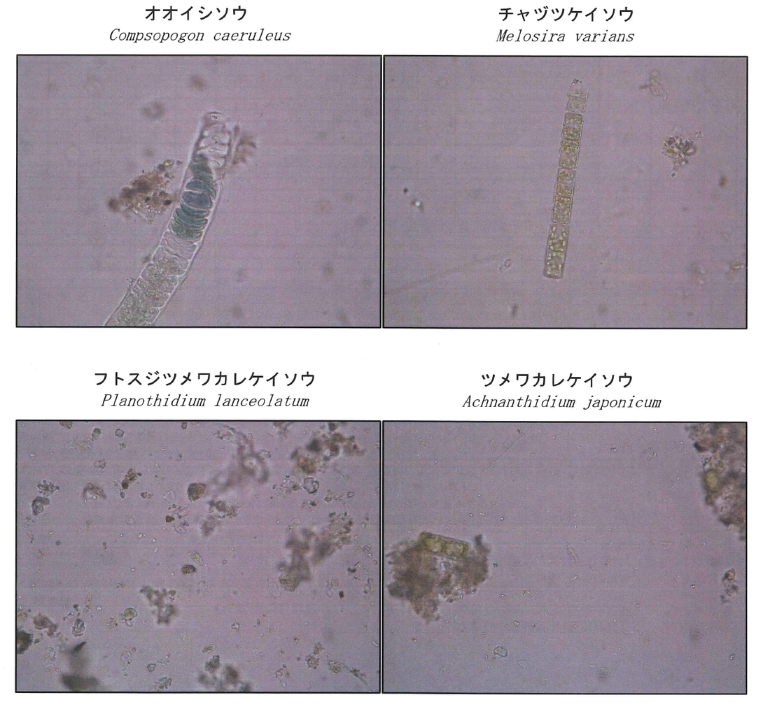 オオイシソウ、チャヅツケイソウ、フトスジツメワカレケイソウ、ツメワカレケイソウの画像
