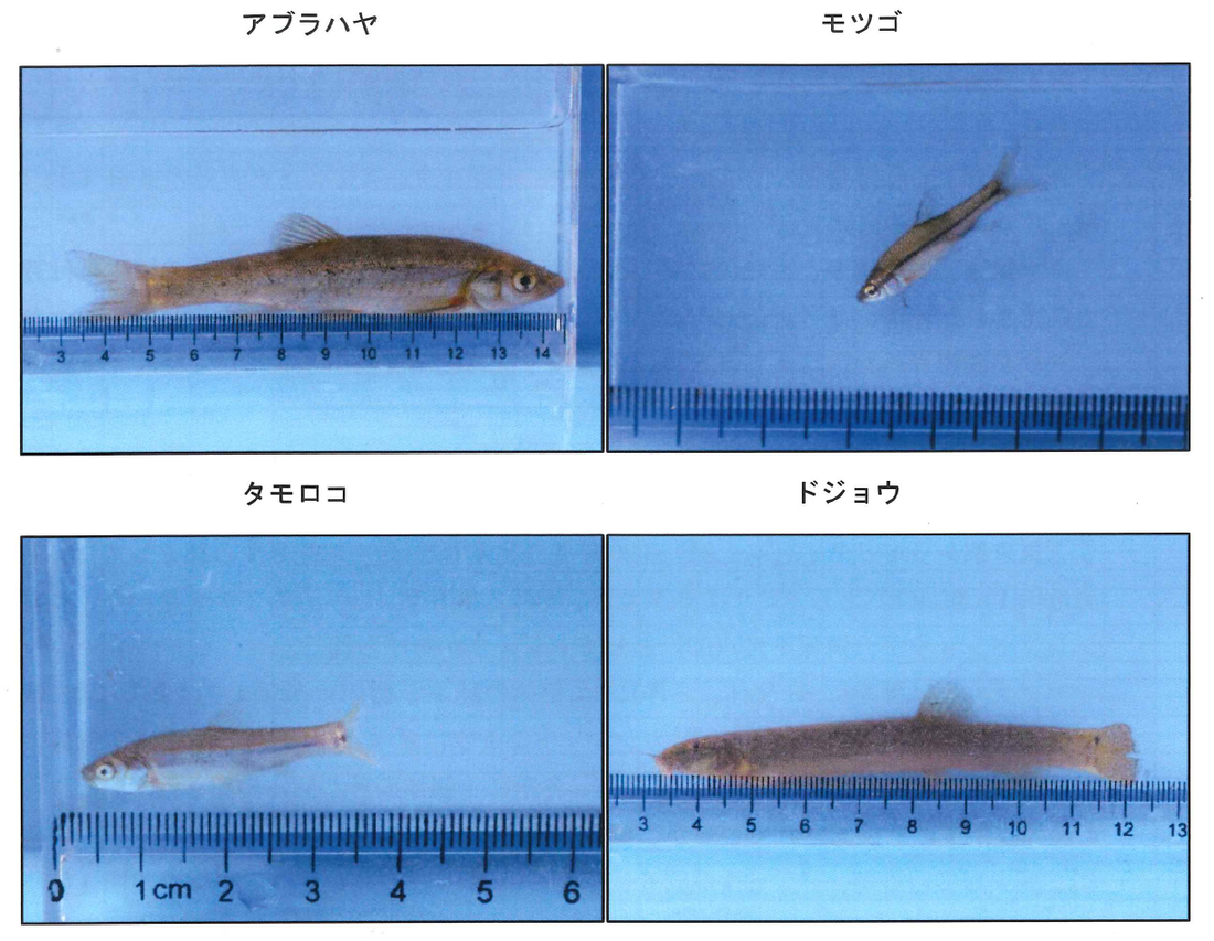アブラハヤ、モツゴ、タモロコ、ドジョウの画像