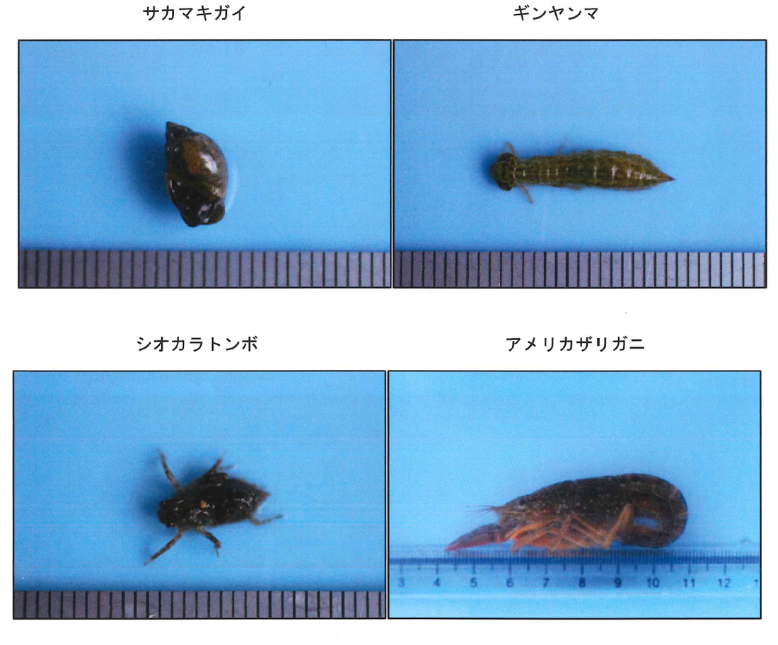サカマキガイ、ギンヤンマ、シオカラトンボ、アメリカザリガニの画像