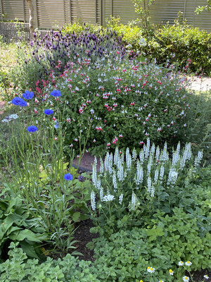 ha-buga-dena-zukadan