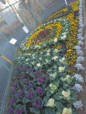 keyakidaijidouyuuennkadan