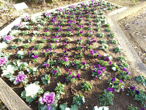 sibakuibodaiichikouenkadan