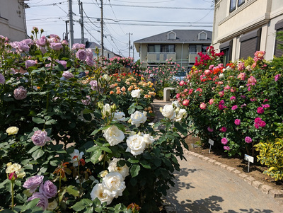 houyaro-zukurabukadann