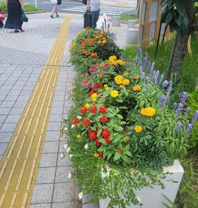 tanasikikitaguchikadan