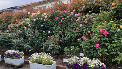 hanamizukikouennkadan