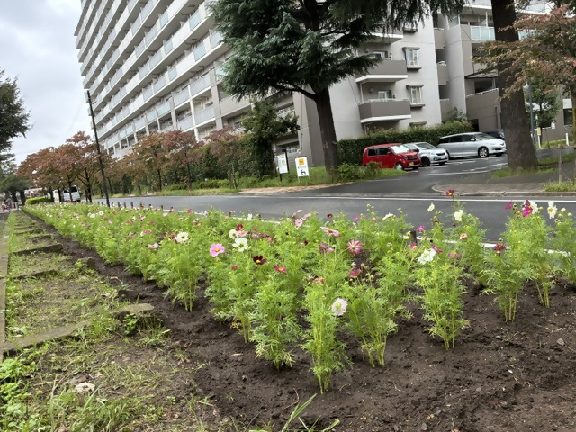 kosumosuuetuke