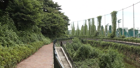 石神井川遊歩道