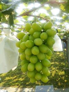 「西東京市産ぶどう（シャインマスカット）」コース