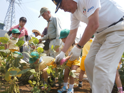 写真：農のアカデミー枝豆収穫