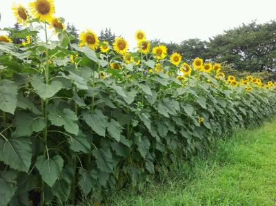 写真：ひまわりの開花状況