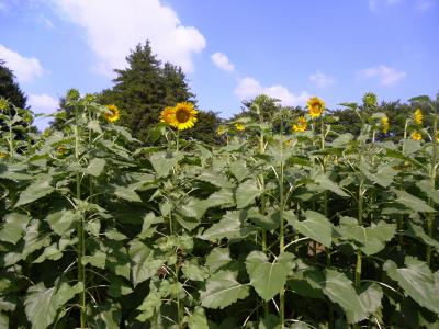 写真：ひまわりの開花状況