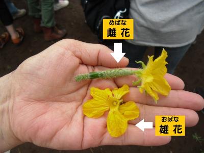 写真：キュウリの雌花と雄花