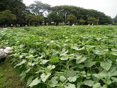 除草作業の様子