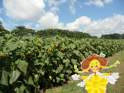 8月27日のひまわり畑の様子