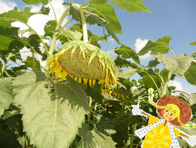 8月27日のひまわりの様子