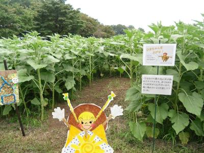 写真：ひまわり迷路の完成