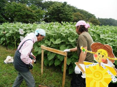 写真：ひまわり迷路の入り口付近