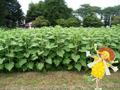 写真：ひまわり畑