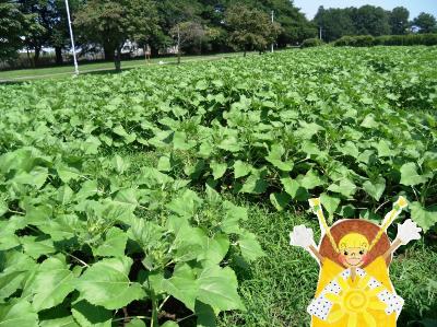 写真：7月30日のひまわりの様子