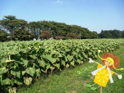 ひまわり畑の風景写真