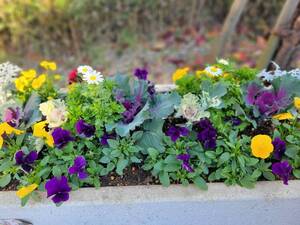 花壇の写真2