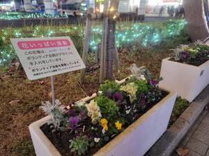 夜の花壇