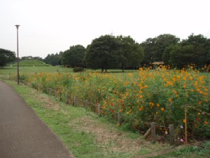 写真：小金井公園