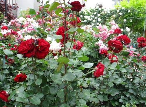 rosegarden2