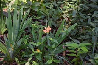 夏イベント写真2