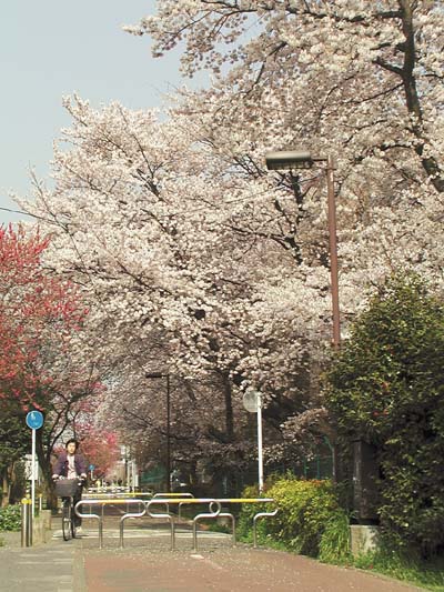 写真:多摩湖自転車道の桜