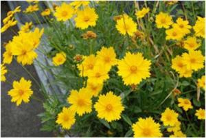 オオキンケイギク(特定外来生物)