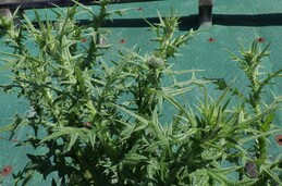 アメリカオニアザミ