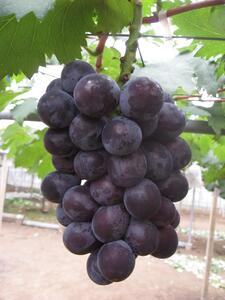 「西東京市産ぶどう(ブラックビート)」コース