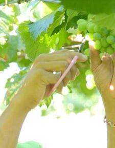 「西東京市産ぶどう狩り体験(シャインマスカット)」コース【先着10組様限定】
