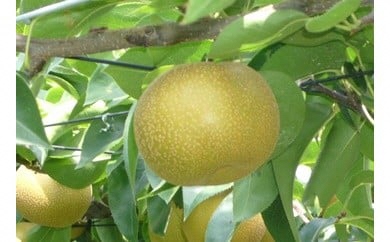 「西東京市産保谷梨(幸水)」コース