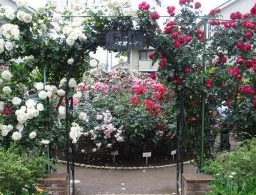 rosegarden1